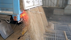 Cayeron las exportaciones de trigo y se recuperó fuerte la molienda de soja