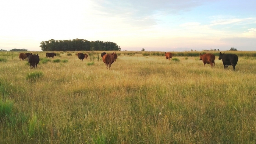 El pastoreo adaptativo en pastizales naturales produciría más kilos de carne