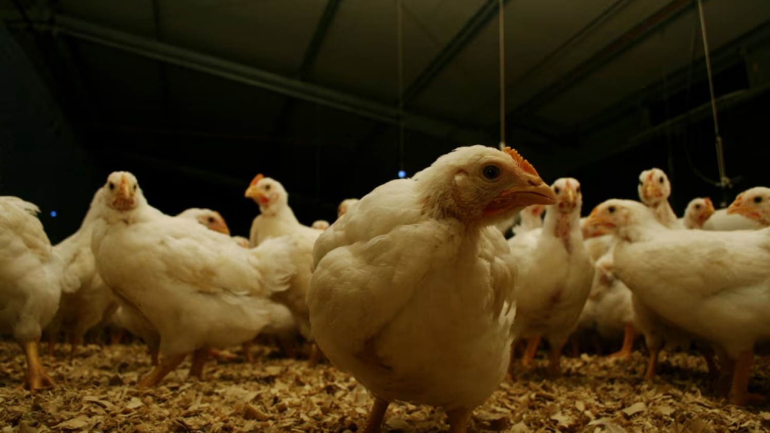 Argentina vuelve a ser libre de influenza aviar y busca reactivar exportaciones clave