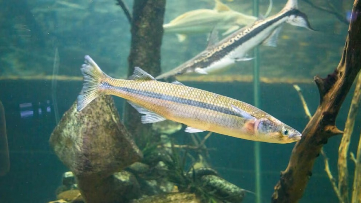 El pejerrey bonaerense, entre la pesca deportiva y un futuro de acuicultura sustentable