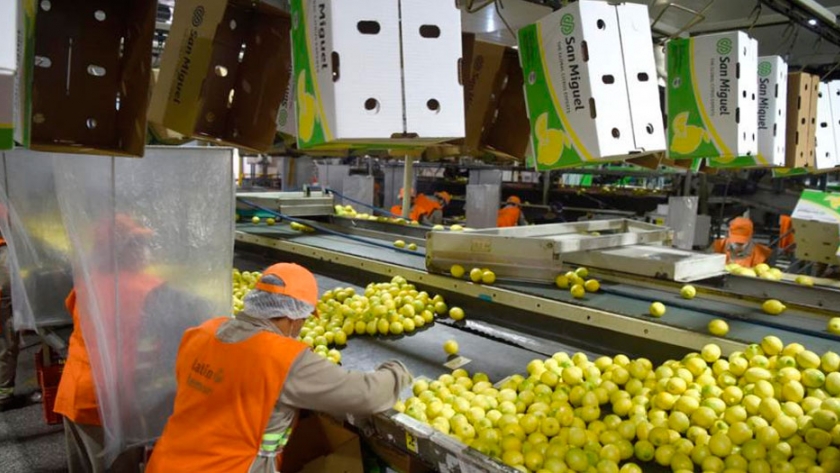 El limón inicia su travesía con destino a China