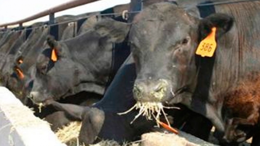 Estrés térmico en el feedlot, un enemigo recurrente año tras año