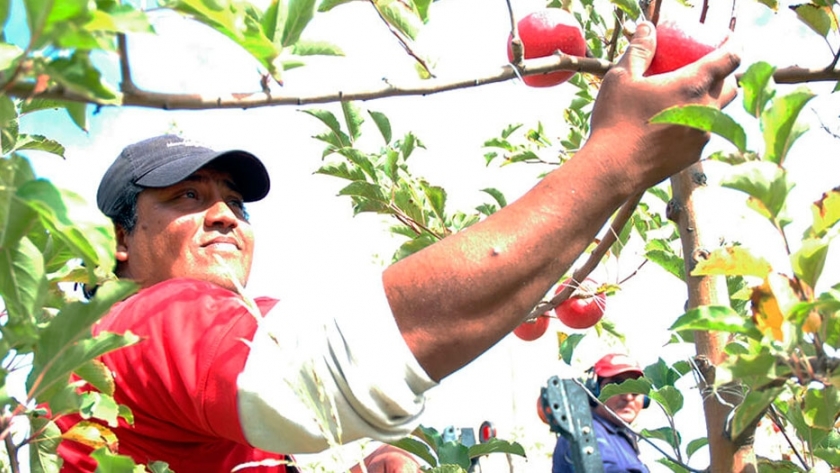 UATRE anunció un aumento salarial del 51,5% para la cosecha de fruta fresca