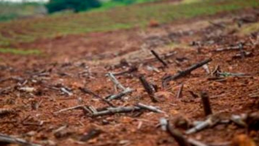Con el Etanol en crisis, la caña de azúcar sede terreno al maní