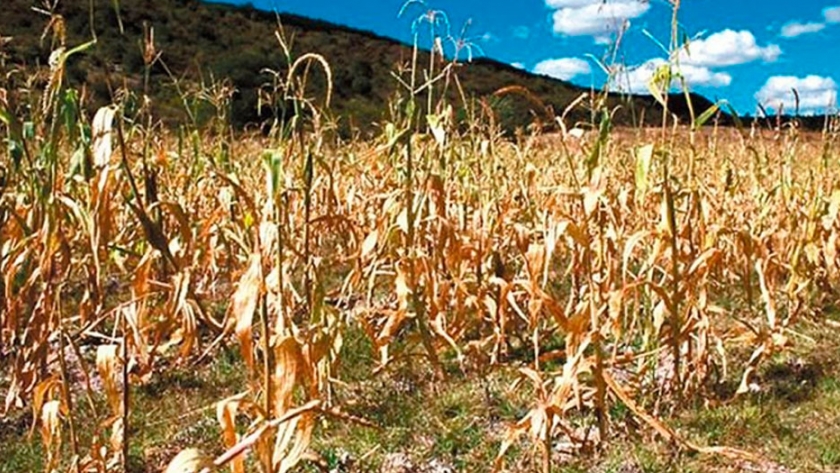 Ciencia y agro: nuevos avances para la tolerancia de las plantas a la sequía