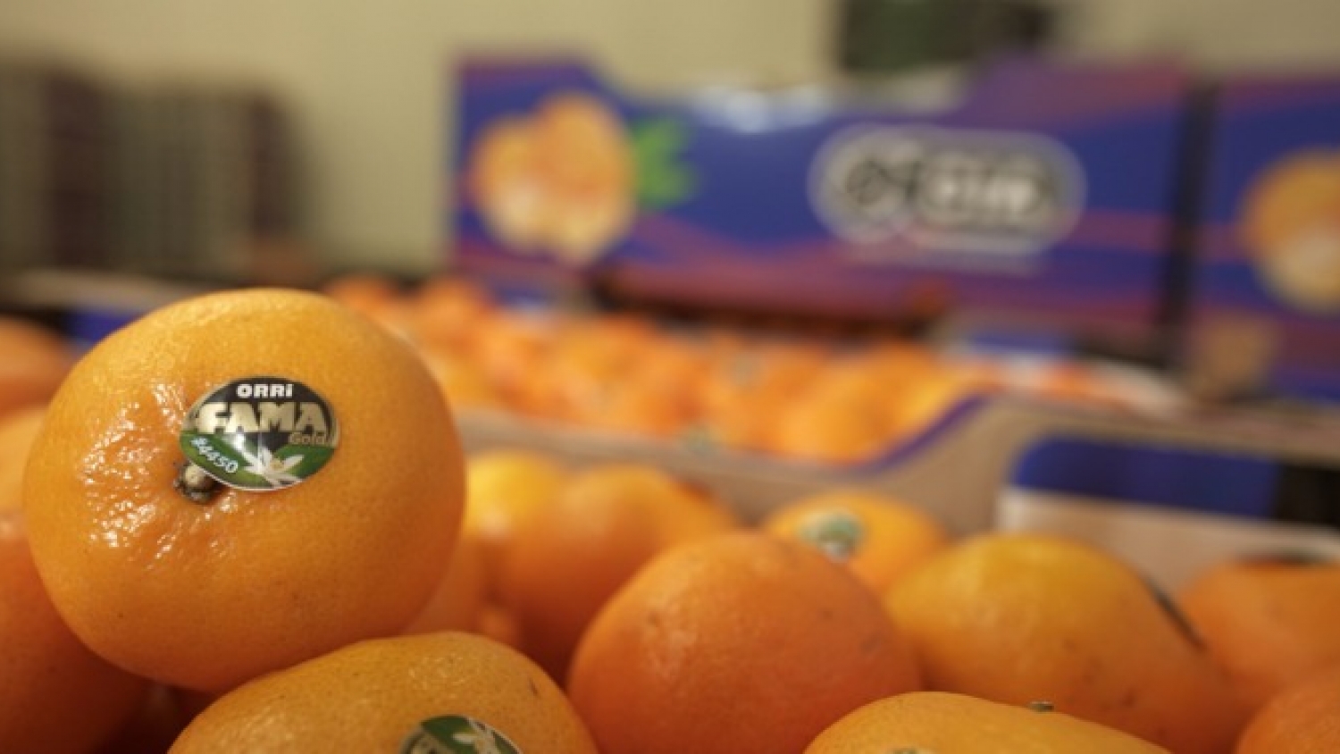 De la quinta al contenedor: así funciona el empaque entrerriano que exporta cítricos dulces a cinco mercados