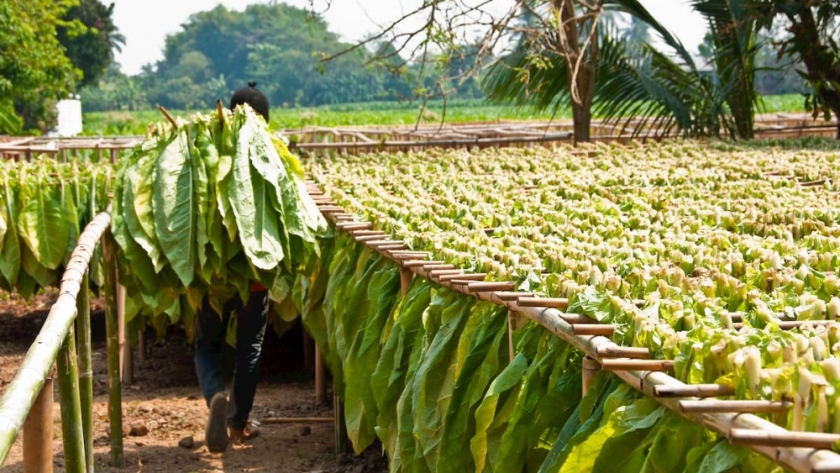 Agricultura articula políticas para fortalecer el sistema cooperativo en la comercialización del tabaco argentino