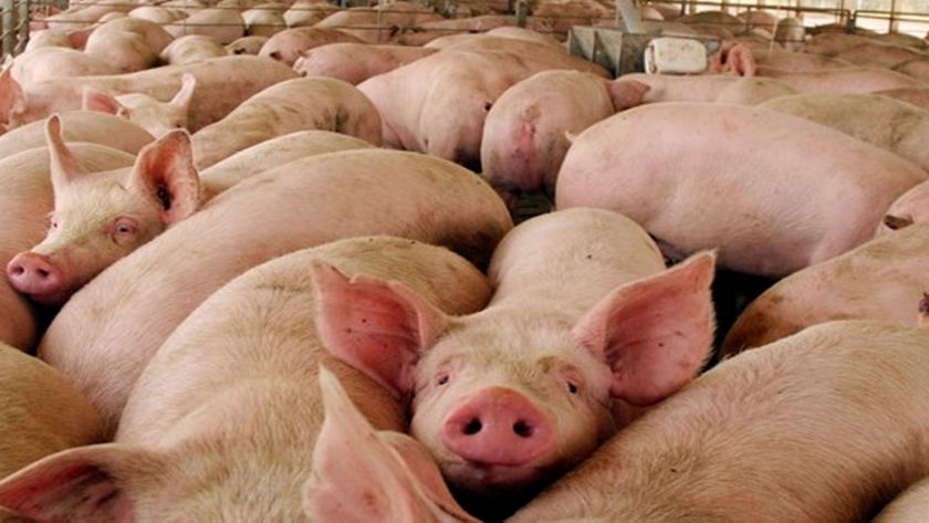 ¿Cómo mejorar el costo de alimentación por kilo de ganancia?