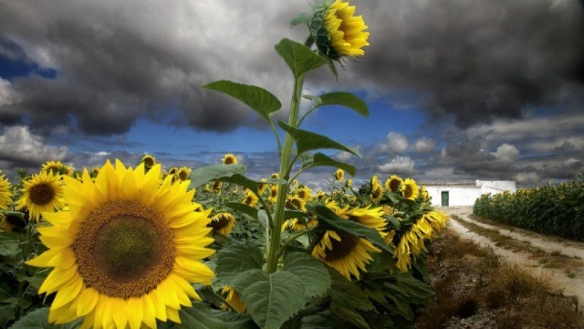 Las lluvias de los últimos días permiten retomar la siembra de girasol y maíz en Santa Fe