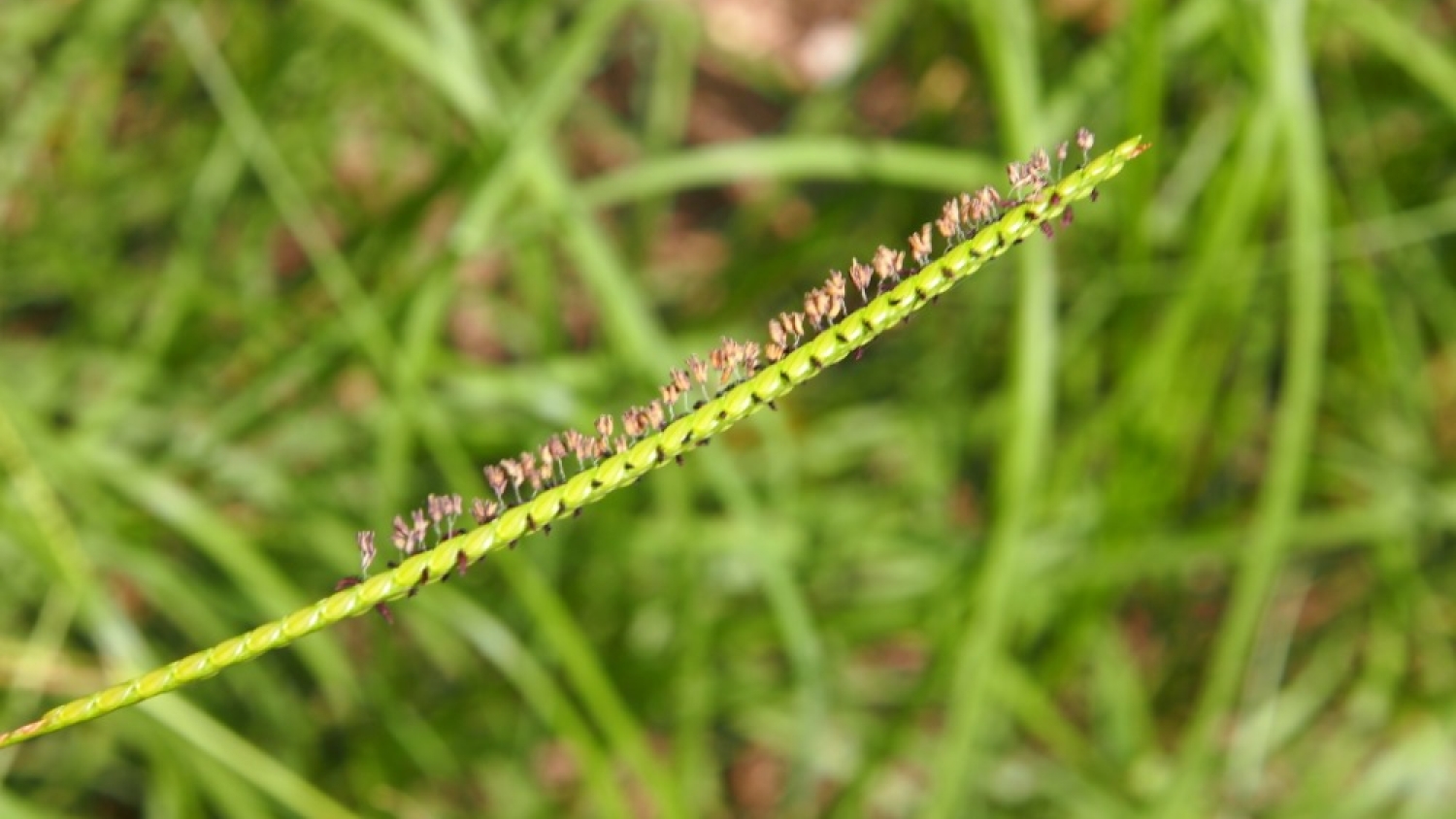 Herramientas genómicas abren paso a un pasto horqueta más productivo en invierno
