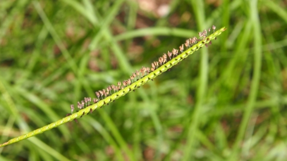 Herramientas genómicas abren paso a un pasto horqueta más productivo en invierno