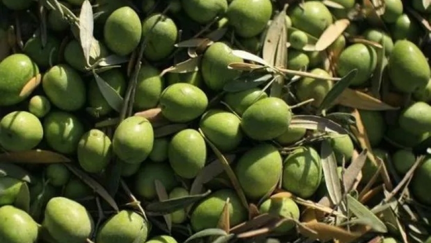 Crece el robo de aceitunas por el precio récord que alcanzó el aceite de oliva