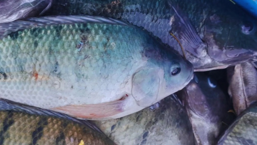 Producir peces en sistemas circulares es rentable y sostenible