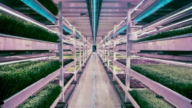 Huertos subterráneos a 33 metros bajo tierra: la última tendencia en agricultura urbana