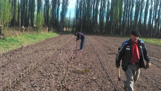 Plantan 2 mil estacas de álamos en vivero de Sarmiento
