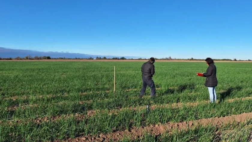 Investigan efectos de la compactación del suelo en la bulbificación de la cebolla