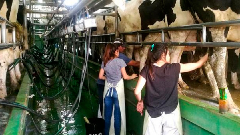 Leche: estiman que 2020 cerrará con la mayor producción en cinco años
