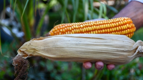 Presentan una variedad de maíz adaptada a Misiones