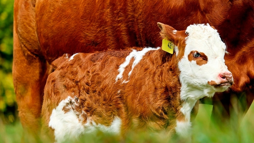 Recomendaciones para evitar parasitosis gastrointestinales en terneros