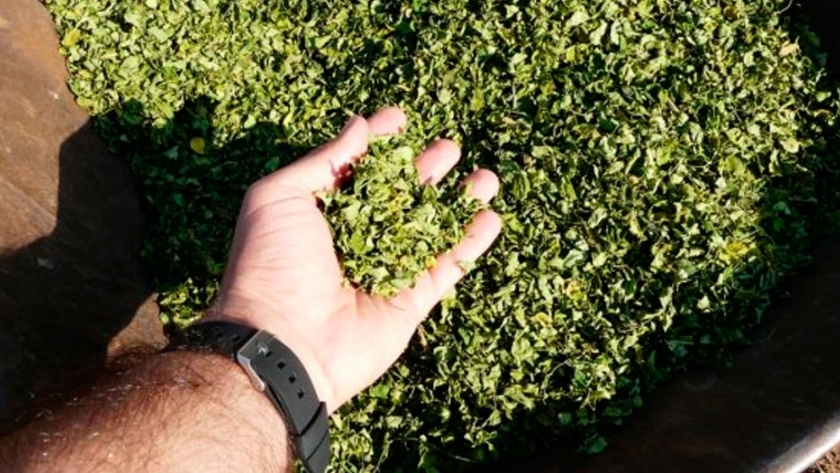 Promueven la producción de moringa en Formosa y Salta