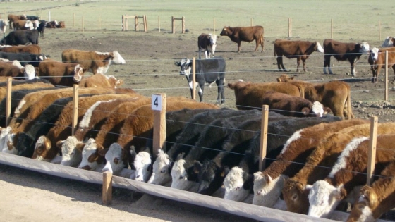 Feedlots : Pese a la buena receptividad en los campos, el primer semestre termina con un nuevo récord en nivel de encierre.