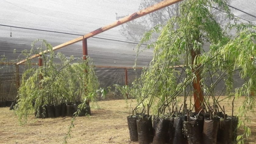 Las Juntas ya cuenta con su vivero forestal
