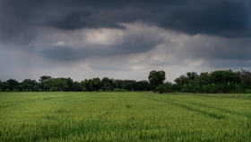 Lluvias en la región central traen alivio para el agro y mejoran la humedad del suelo