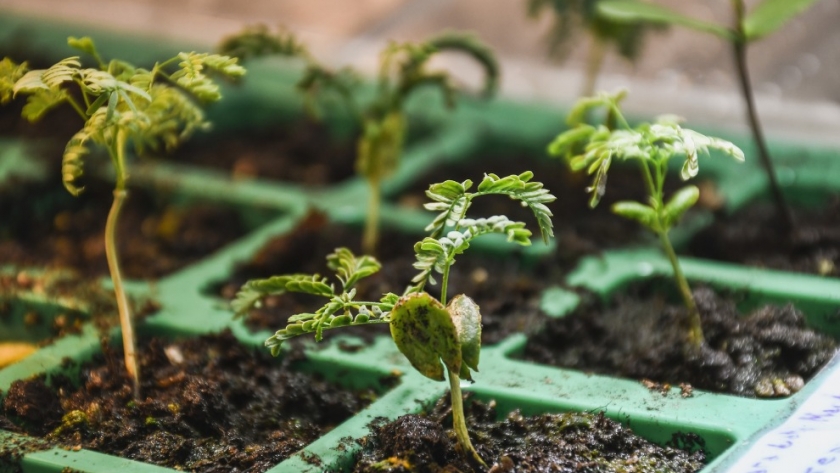 Utilizan semillas con trazabilidad genética para reforestar Áreas Naturales