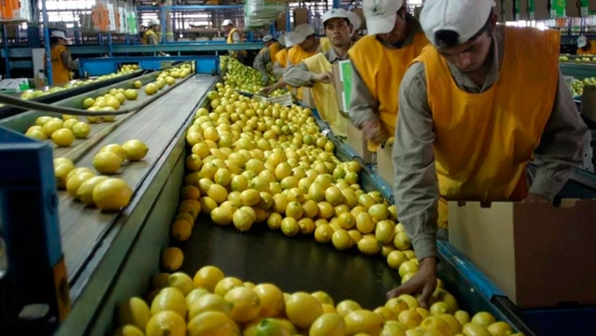 Arranca una cosecha con calidad, pero luz roja en la cantidad y con problemas impositivos y de costos