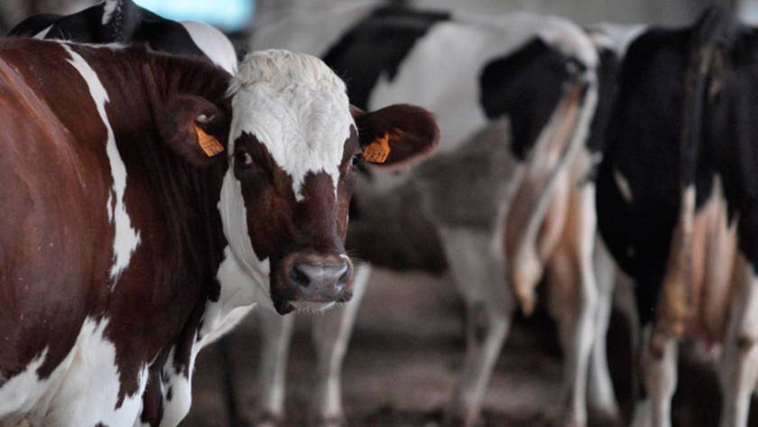 En Francia, Alemania y España, los precios de la leche no cubren los costos de producción