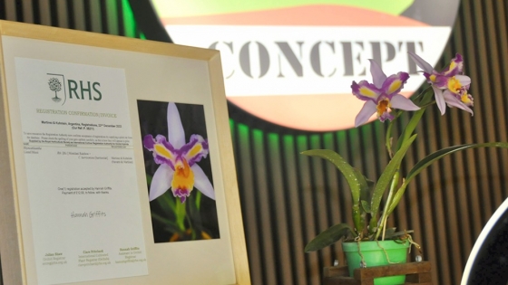 La orquídea «Messi» volvió a florecer y es exhibida en Alem