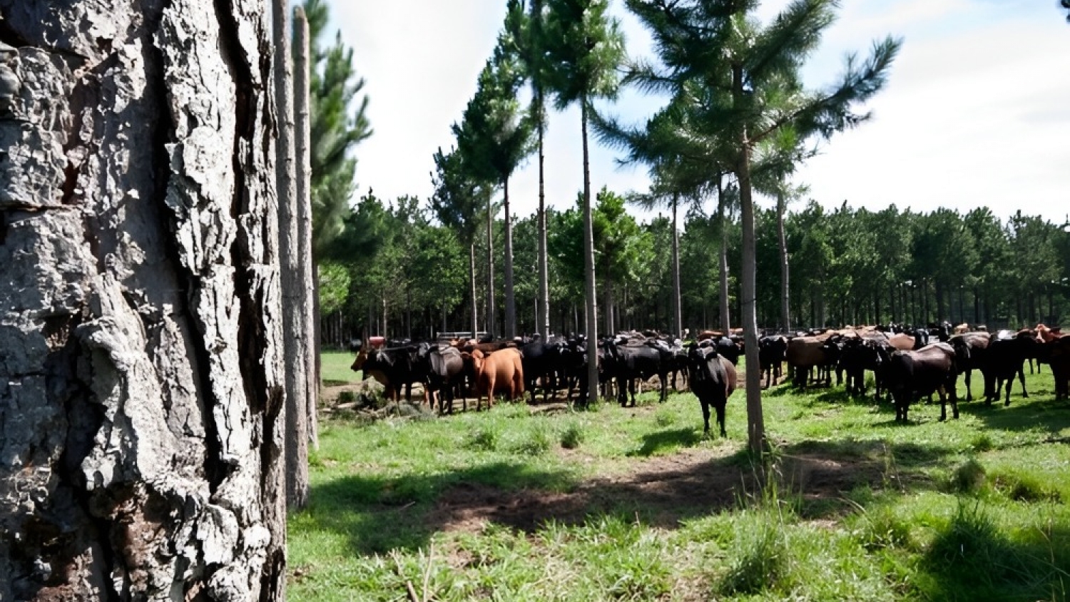 Industria forestal en Virasoro: eje del centenario y futuro de Corrientes