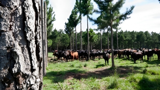 Industria forestal en Virasoro: eje del centenario y futuro de Corrientes
