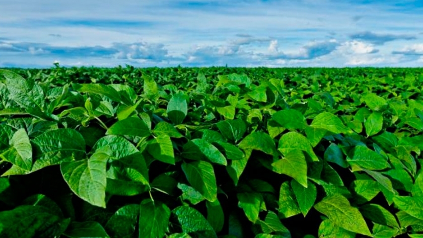 Nueva tecnología para controlar enfermedades en soja