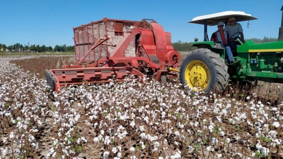 Lento avance de la cosecha de algodón en el norte de Santa Fe