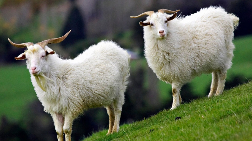 Científicos obtienen cabras genéticamente modificadas cuya leche incluye un fármaco que combate el cáncer