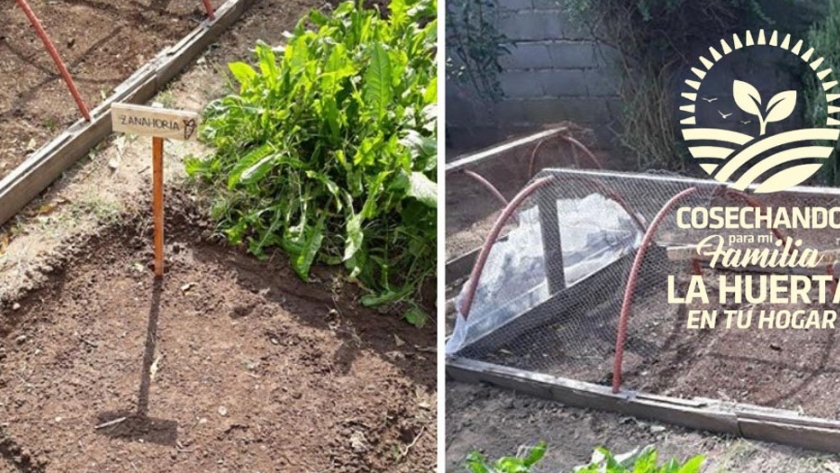 Huerta en tu Hogar: finaliza la distribución de semillas en 14 departamentos