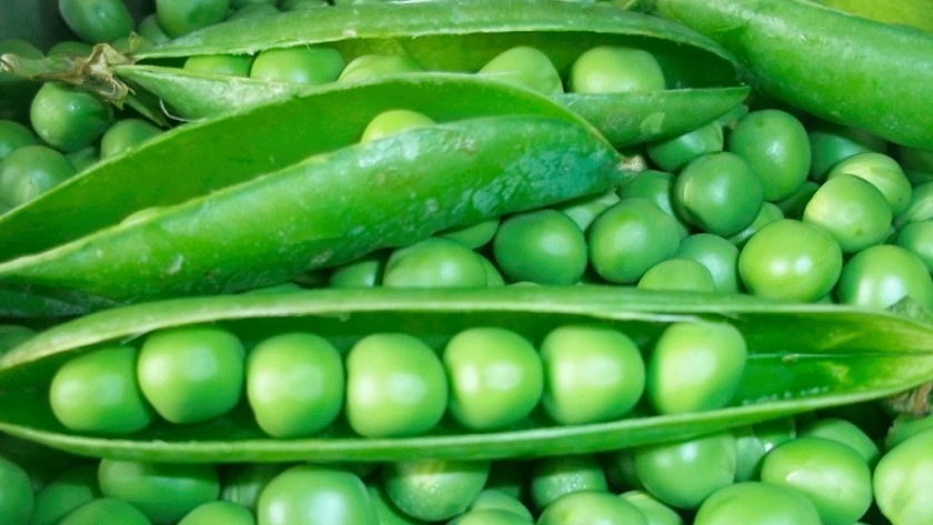 Los productores de arveja deberán declarar en el SISA