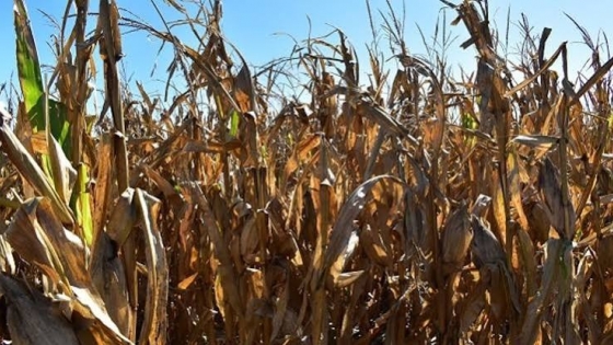 Agro en Tilisarao: polo maicero y agroindustria en el Valle del Conlara