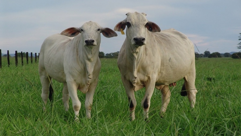 La exportación de carne vacuna se contrajo un 63% en Brasil