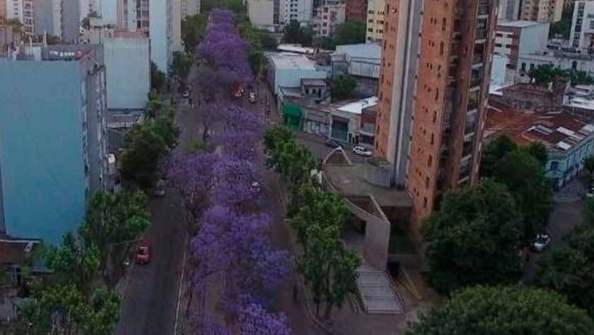 Buscan generar propuestas para proteger el arbolado urbano local
