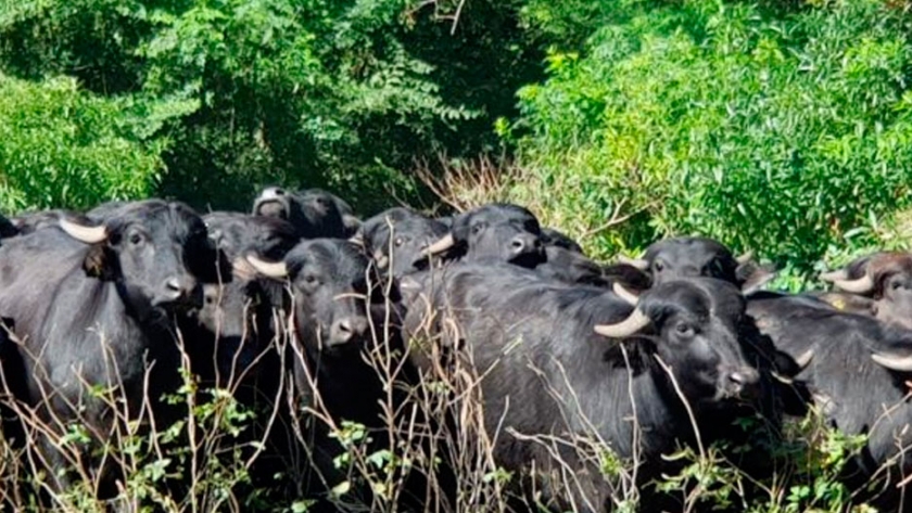 A pesar de los numerosos beneficios que tiene criarlos, los búfalos sólo representan el 0,4% del total de cabezas bovinas que tiene el país