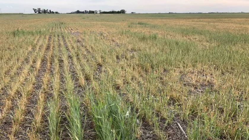 Productores del noroeste de Buenos Aires reclaman la declaración de desastre agropecuario: “Es una situación muy grave”