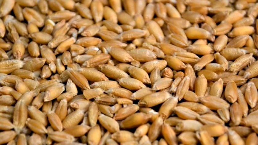 Cultivo de triticale