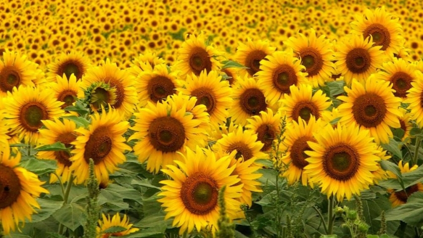 Se cosecharon 13.200 toneladas de girasol en Entre Ríos