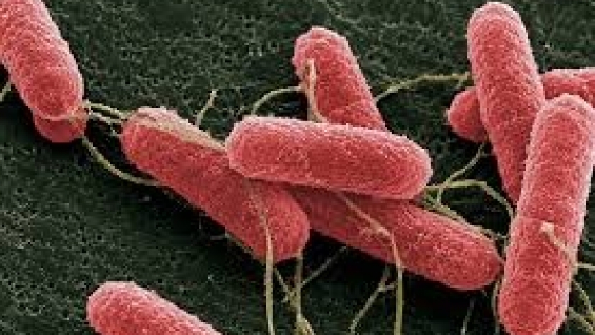 Un avance científico busca reducir la presencia de E. coli en bovinos y prevenir casos de Síndrome Urémico Hemolítico