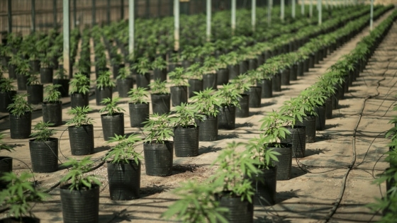 El Programa de Investigación y Desarrollo en Cannabis otorgará 98 millones de pesos a 10 proyectos