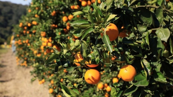Ledesma sigue liderando las exportaciones argentinas de naranjas