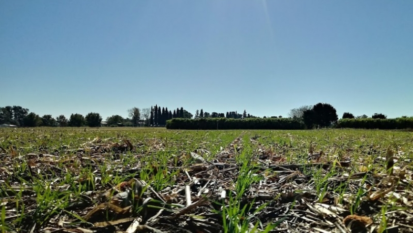 El trigo es el cultivo que más beneficios aporta al sistema