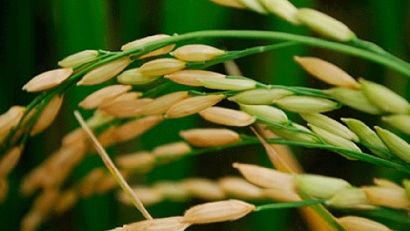 Arroz: desarrollan una APP para reconocer plagas a campo
